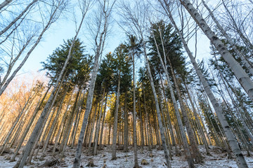 The forest in the Tatra mountains. Poland. © velishchuk