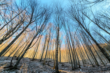 Naked forest in the Tatra mountains in the winter morning © velishchuk