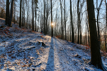 The morning in the woods in Tatras mountains © velishchuk