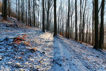 The winter morning in the woods in Tatras mountains © velishchuk
