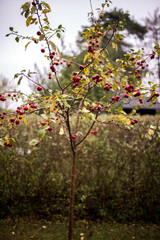 small apple tree