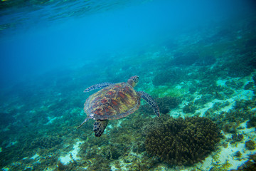 Naklejka na ściany i meble Sea turtle in tropical seashore. Marine tortoise underwater photo.