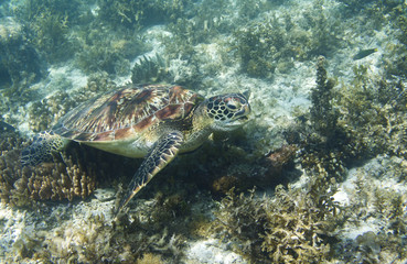 Naklejka na ściany i meble Sea turtle in tropical seashore closeup. Marine tortoise underwater photo.