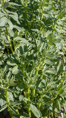 Broad Bean plant closeup.