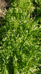 Dandelion plants closeup.