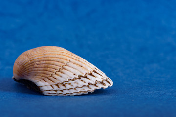 seashell on a blue background