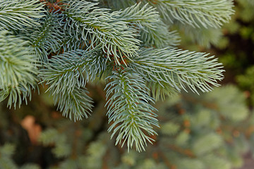 Branch of spruce. Christmas tree. Fir.