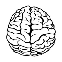 Brain. Vector Illustration