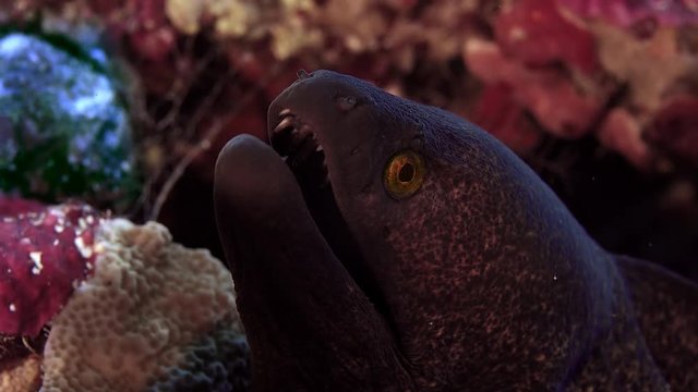 Yellow-edged moray eel (Gymnothorax flavimarginatus) is looking ionto the camera, WAKATOBI, Indonesia, slow motion