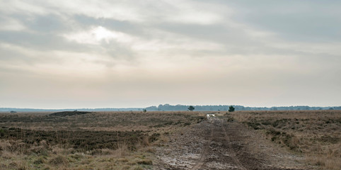 Dirt road with tire tracks in winter heathland with cloudy sky.