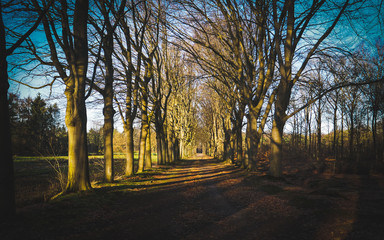 wood