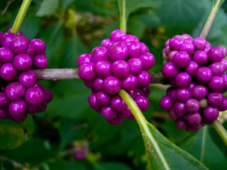 American Beautyberry