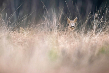 Young roe deer buck in high yellow grass looking towards camera.