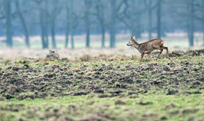 Young roebuck on the run in meadow.