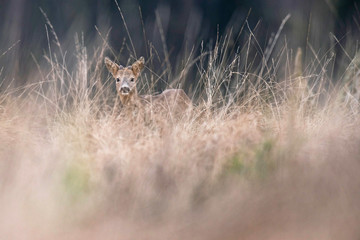 Young roe deer buck in high yellow grass looking towards camera.