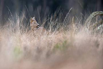 Young roe deer buck in high yellow grass looking aside.