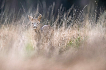 Young roebuck in high yellow grass walking towards camera.