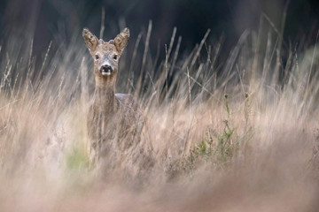 Alert young roebuck in high yellow grass looking towards camera.