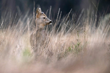 Alert young roebuck in high yellow grass looking aside.