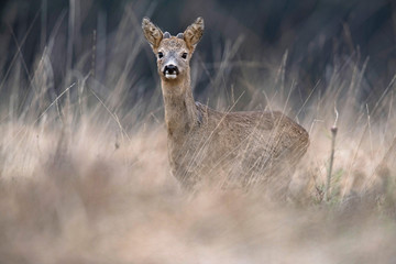 Alert young roebuck in high yellow grass looking towards camera.