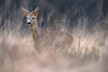 Alert young roebuck in high yellow grass looking towards camera.