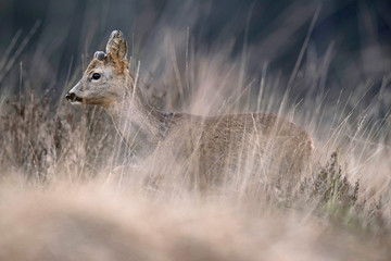 Young roebuck walking in high yellow grass. Side view.