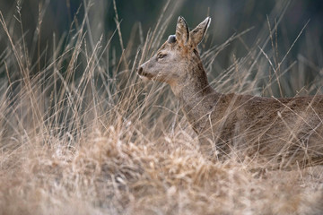 Young roe deer buck with lump antler in high yellow grass. Side view.