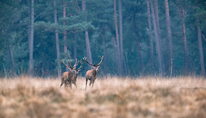 Obraz premium Three red deer running in high yellow grass. Pine forest on horizon.