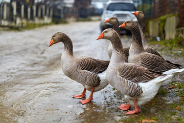Flock of geese on the road
