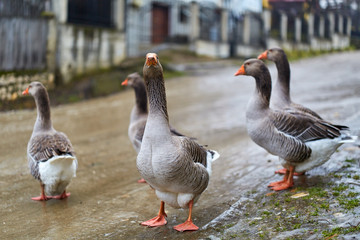 Flock of geese on the road
