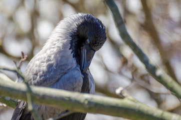Closeup of Hooded crow or Corvus cornix bird during winter