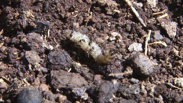  worker ants help move a large caterpillar to a nest
