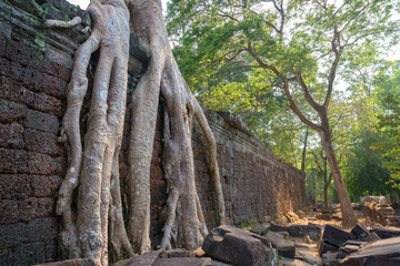 Tree growing in amazing Angkor Wat Temple, Siem reap, Cambodia