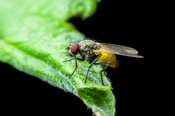 Exotic Drosophila Fruit Fly Diptera Insect on Green Leaf