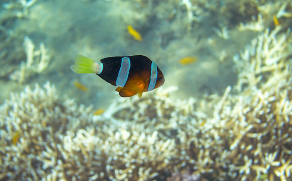 Yellow black Clownfish in seashore. Coral fish underwater photo.