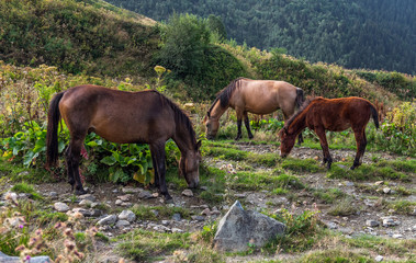 Fototapeta na wymiar Three grazing horses