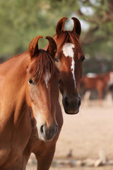 Obraz premium marwari mares