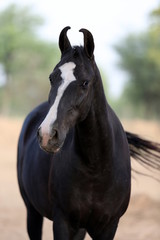 black marwari mare