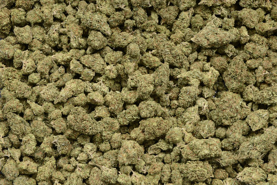 Nice Example of Indica dominate Hybrid weed