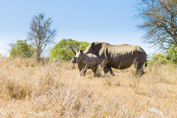 White rhinoceros with puppy, South Africa