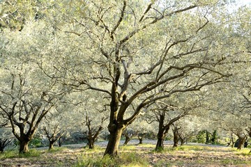 Oliviers field, sunny, elegant, clay soil and green herb. Summer in Provence in France