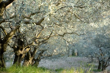Oliviers field, elegant tree vault, tree arch with a light and shadow game. Summer in Provence in France