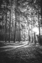 Sunrise in a pine forest in the autumn. Monochrome photo