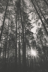 Sunrise in a pine forest in the autumn. Monochrome photo