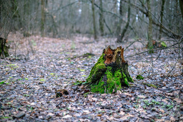 Old stump with green moss in the autumn forest.