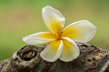 Flor frangipani