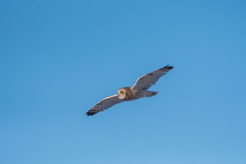 Short-eared owl in flight