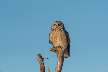 Portrait of short eared owl