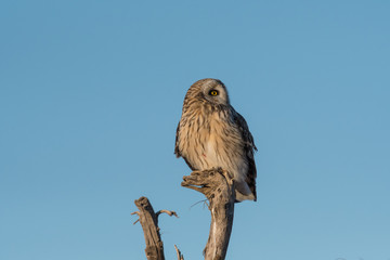 Portrait of short eared owl