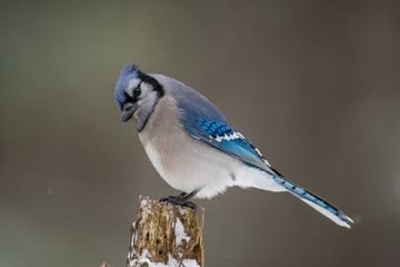 Blue jay in winter